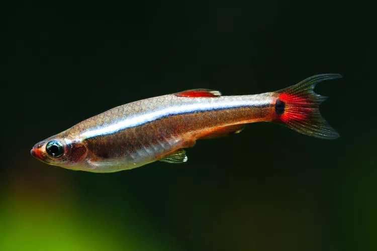 White Cloud Mountain Minnow